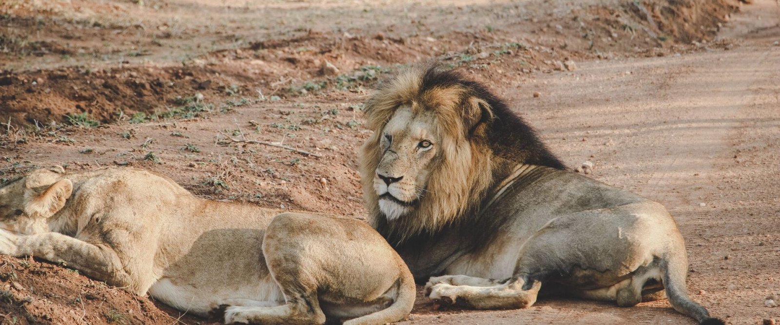 Twee leeuwen rusten op een zandweg in een wildpark