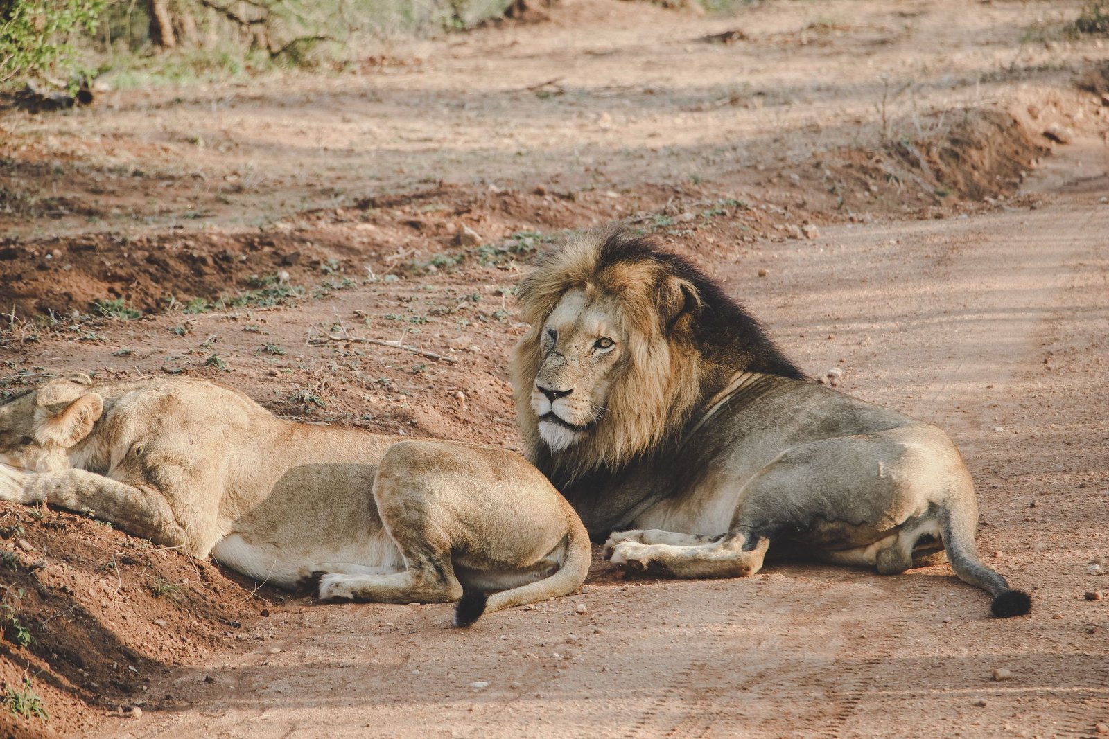 Safari in Zuid-Afrika: welk park past bij jou en wat kost het?