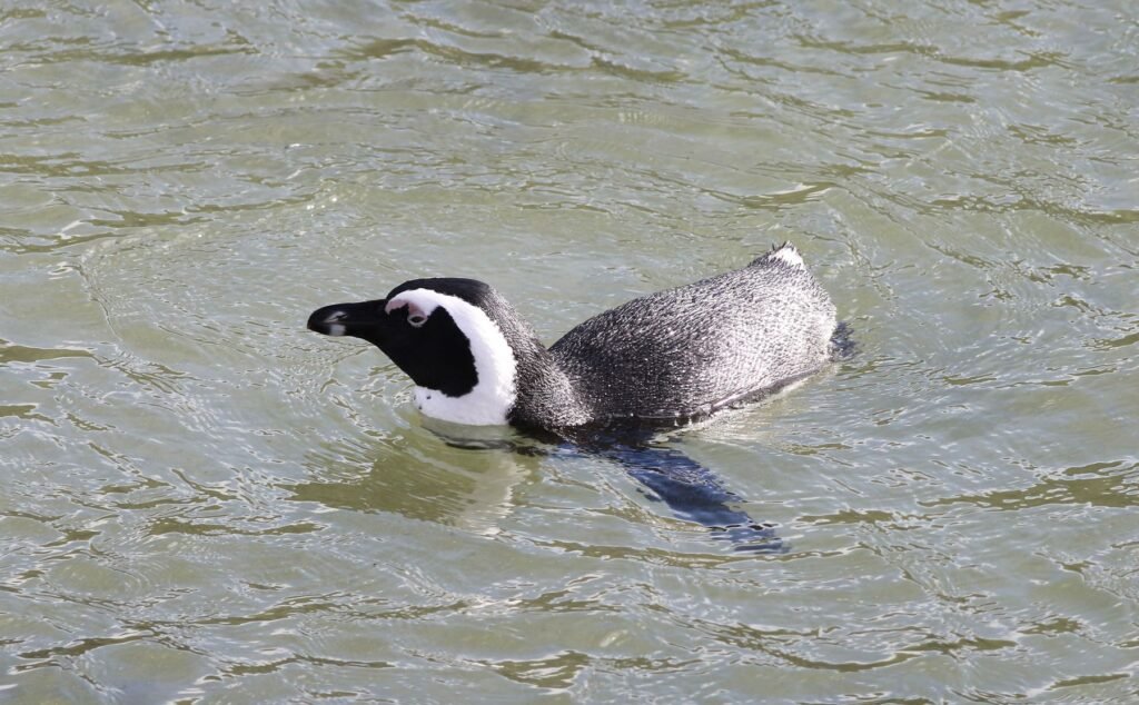 Afrikaanse pinguïn zwemt in het water