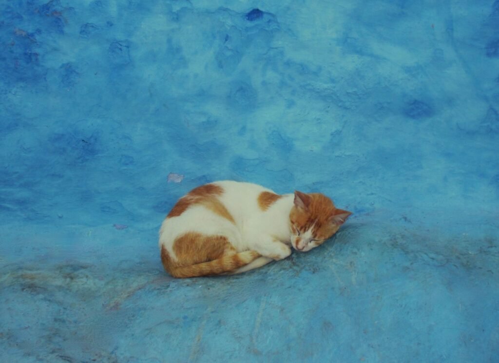 Kat slaapt op een blauwe muur
