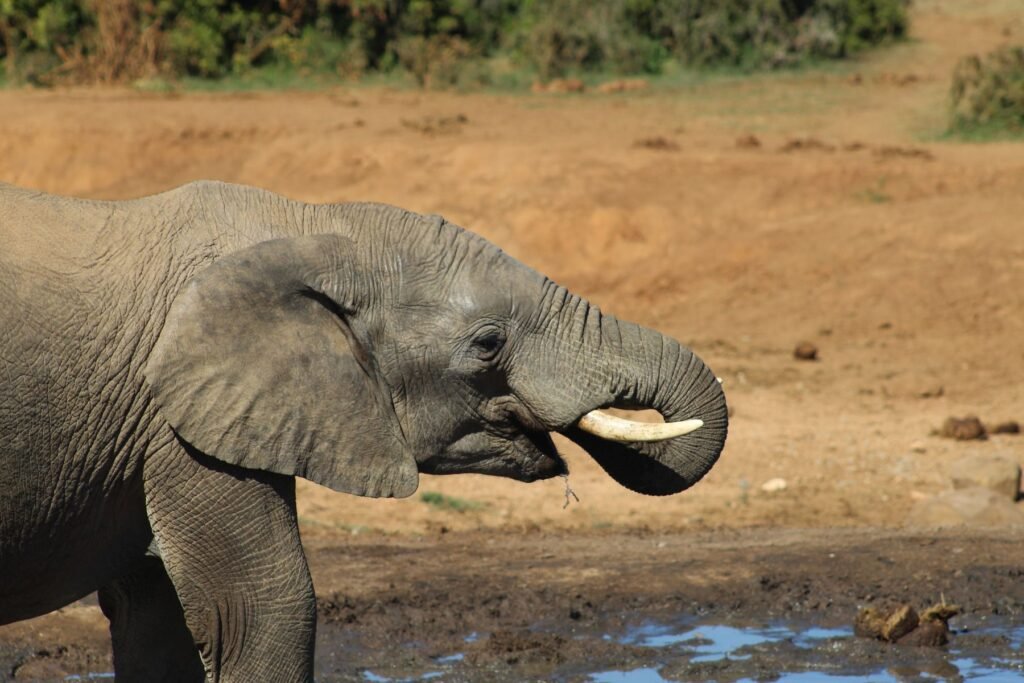 Olifant drinkt uit een waterpoel in Addo