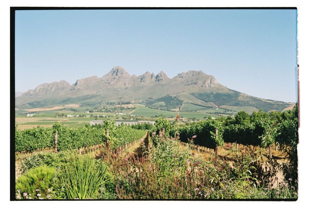 Wijngaarden met bergen bij Stellenbosch