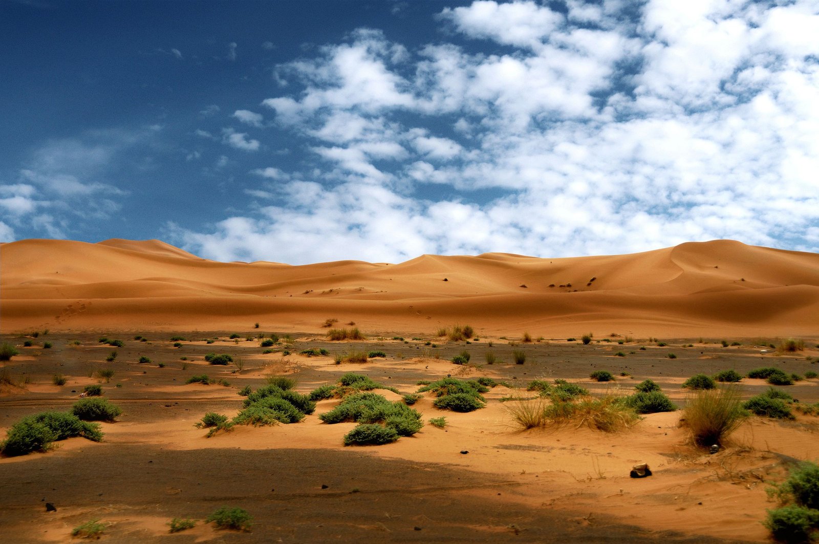 Duinen van de Sahara met struiken op de voorgrond