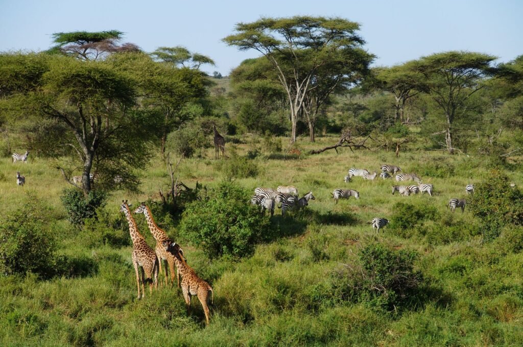 Giraffen in het groene Arusha National Park