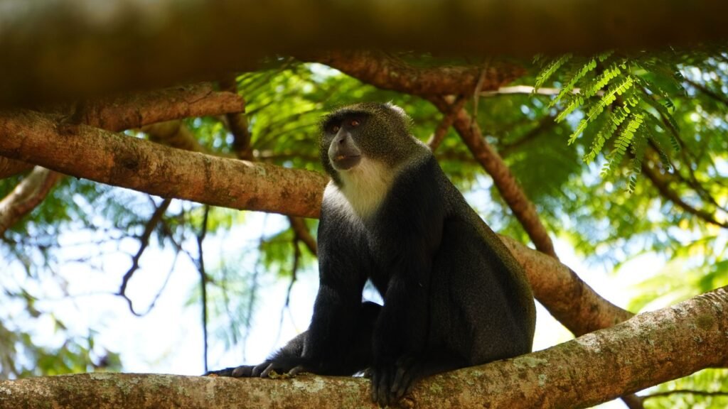 Aap op een tak in het bos in Tanzania