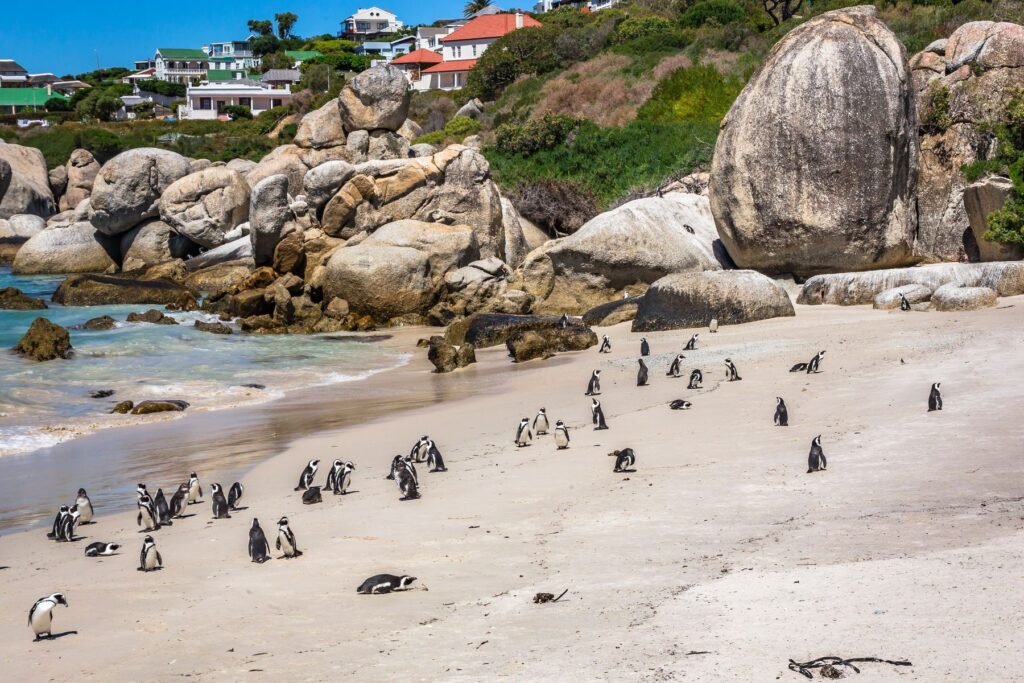 Afrikaanse pinguïns op het strand van Boulders Beach