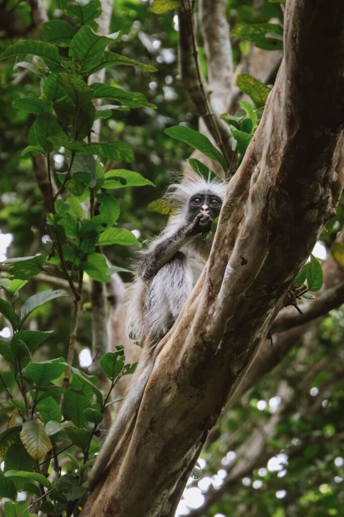 Rode franjeaap in het Jozani-bos op Zanzibar