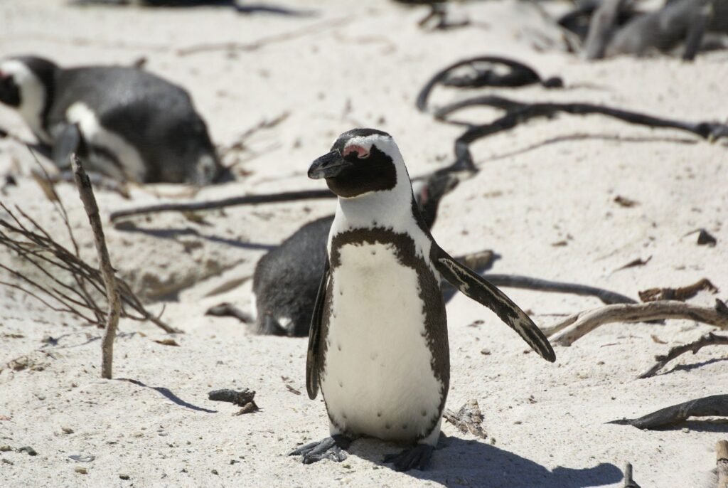 Afrikaanse pinguïn op het zand van Boulders Beach