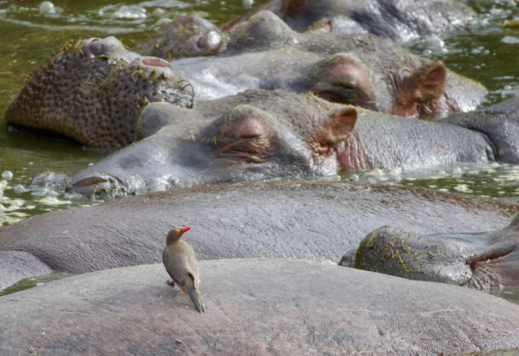 Nijlpaarden in het water met een vogel op de rug