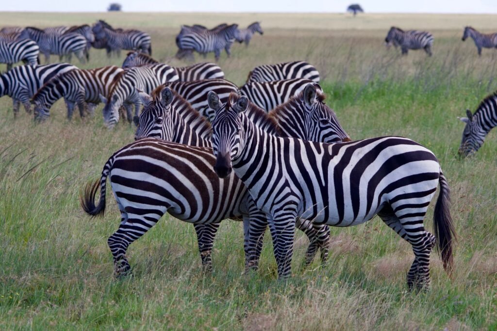 Zebra’s op de savanne