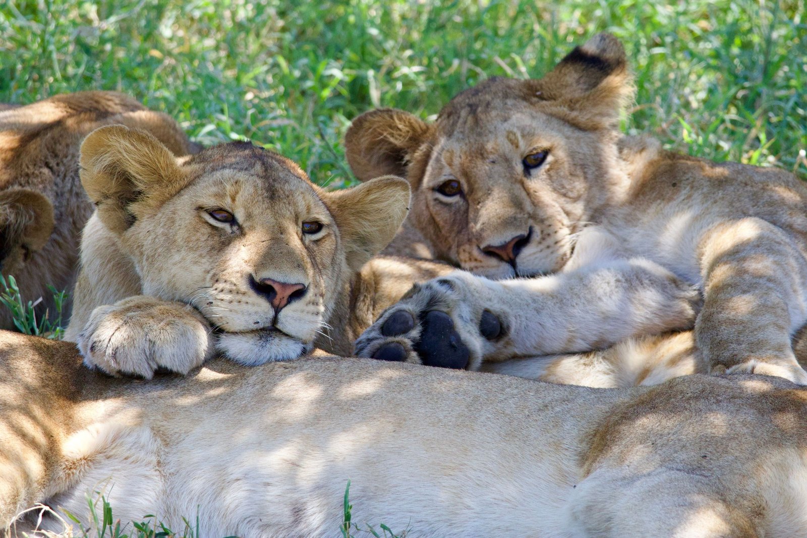 Big Five: welke dieren zijn het en waar zie je ze?
