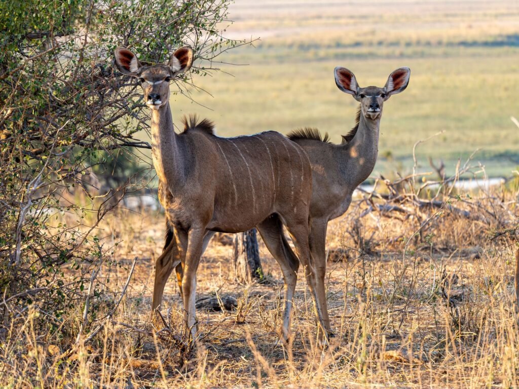 Koedoe-antilopen in het bushveld