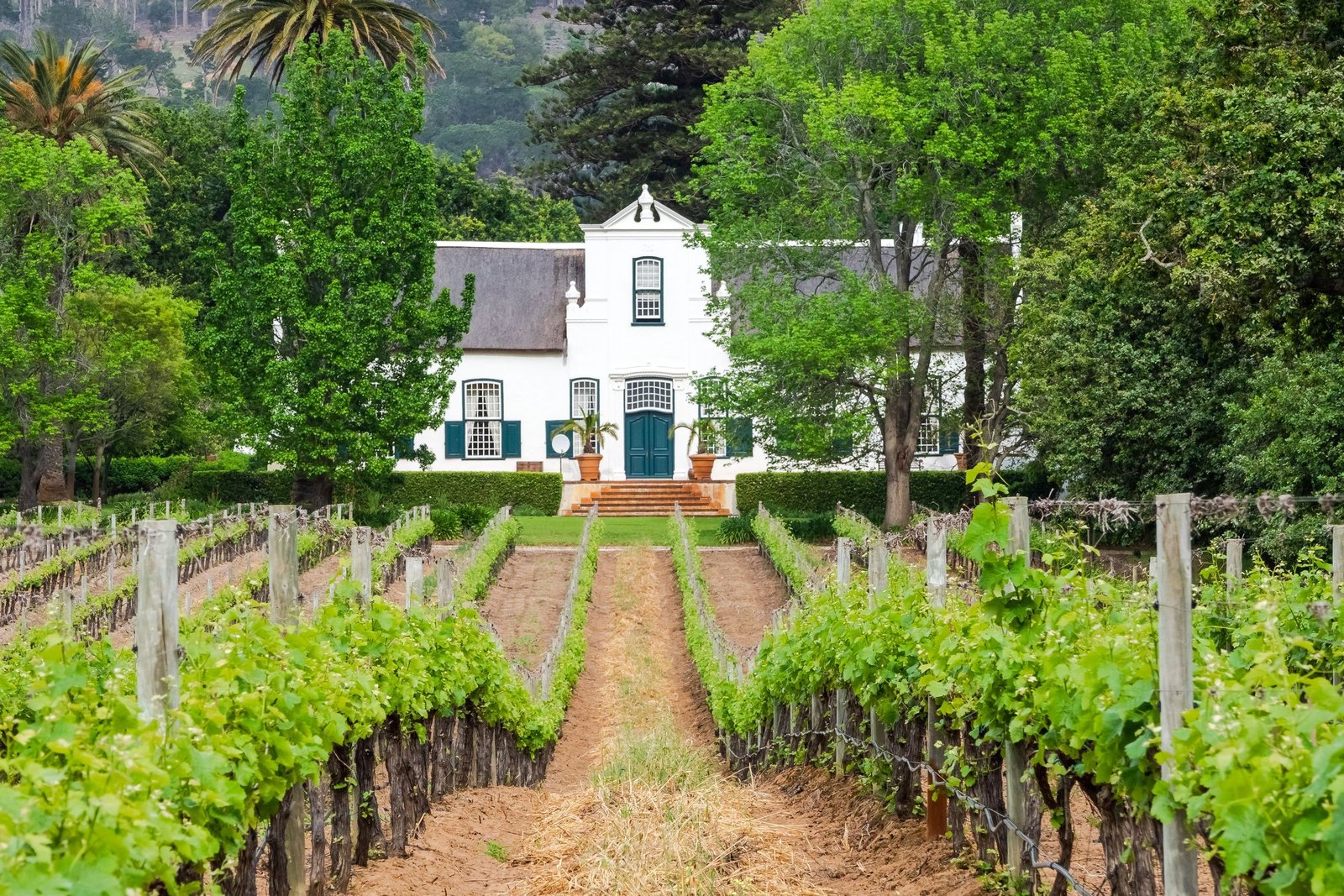Wijngaard en Kaaps-Hollands landhuis in de Franschhoek-vallei