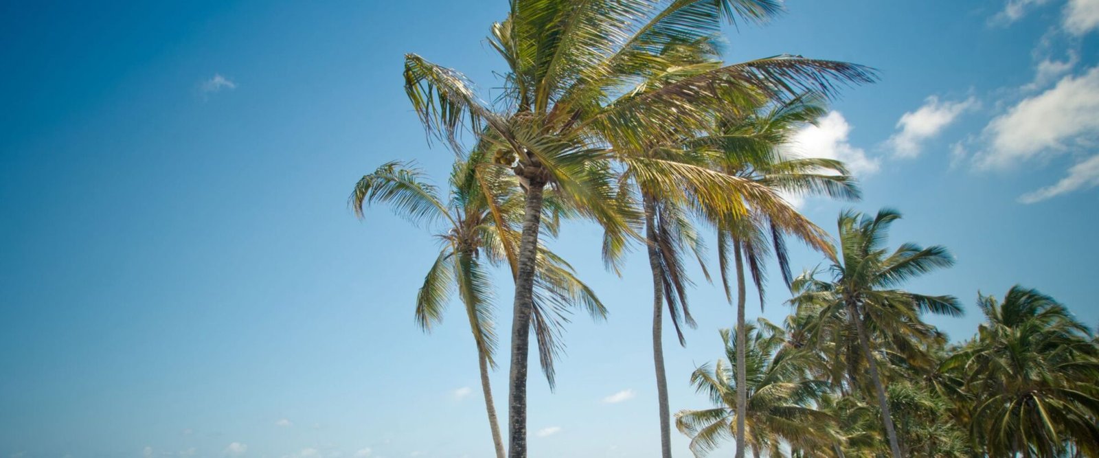 Palmbomen en wit strand op Zanzibar