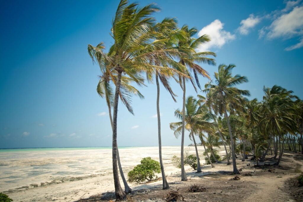 Palmbomen langs een wit strand op Zanzibar