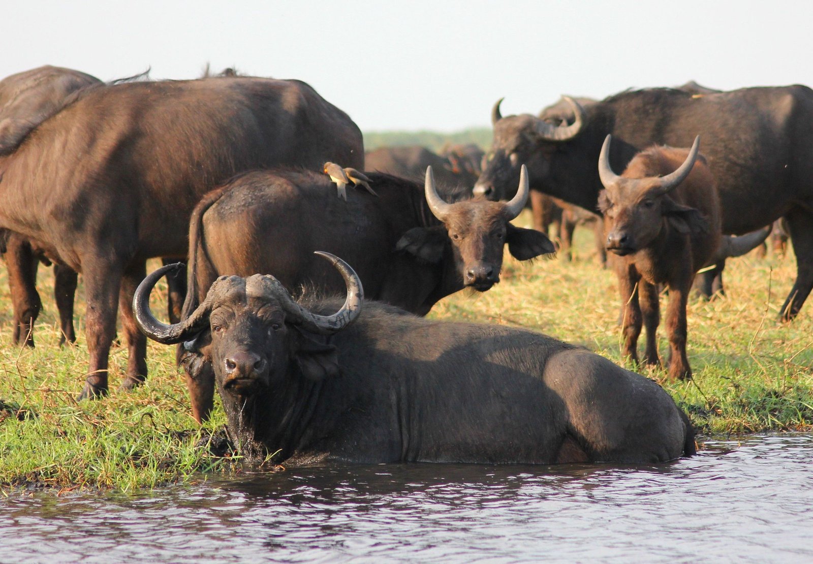 Kaapse buffels bij een waterpoel