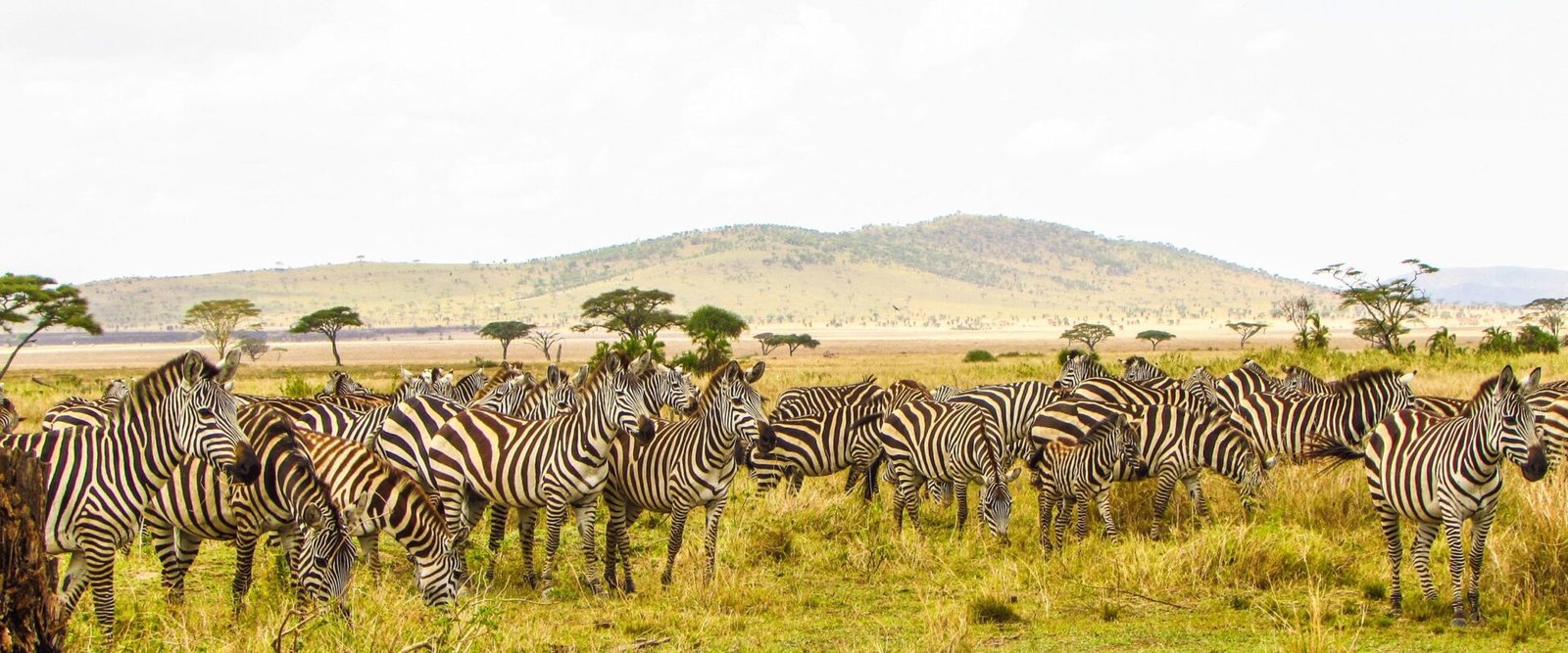 Kudde zebra’s op de savanne in Tanzania