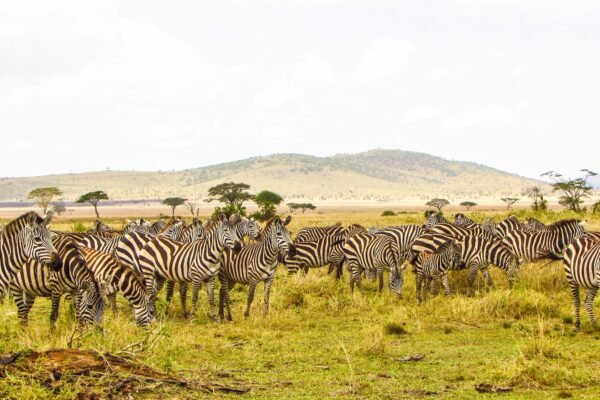 Kudde zebra’s op de savanne in Tanzania