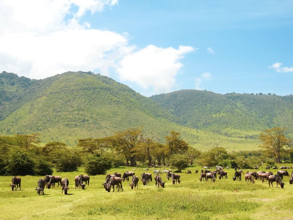 Gnoes op groen gras na de regen in Tanzania