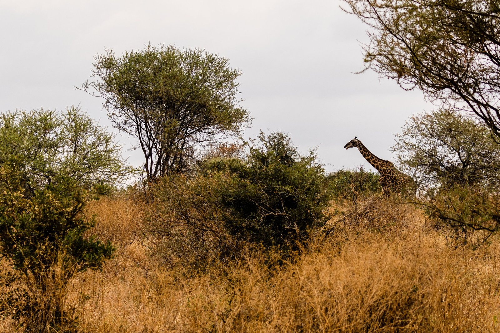 Savanne met acacia’s en een giraf in het Krugerpark