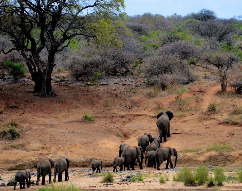 Kudde olifanten in het droge bushveld