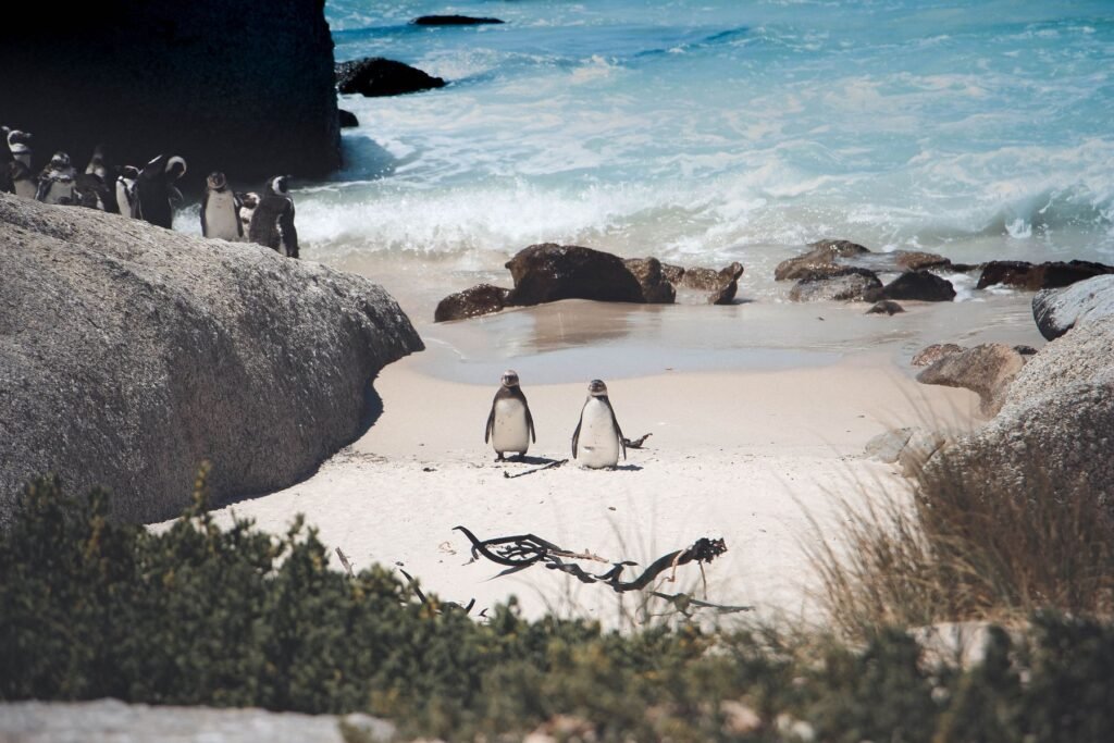 Pinguïns tussen de grote keien van Boulders Beach