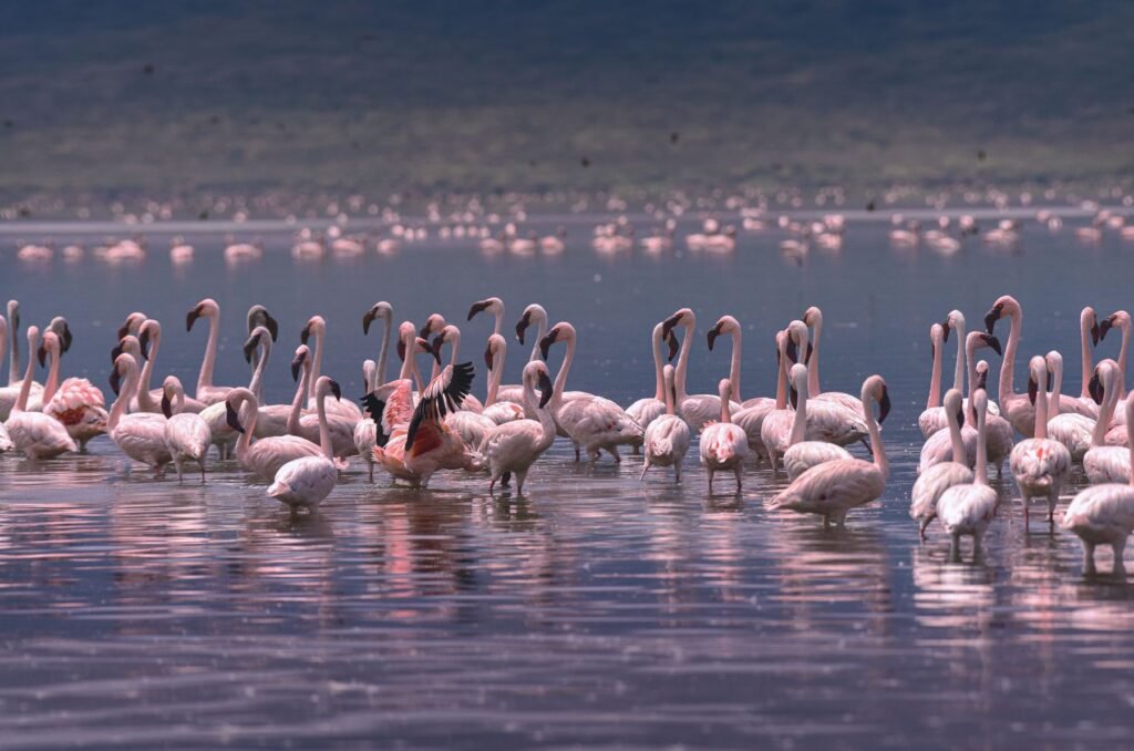 Flamingo’s in een ondiep meer