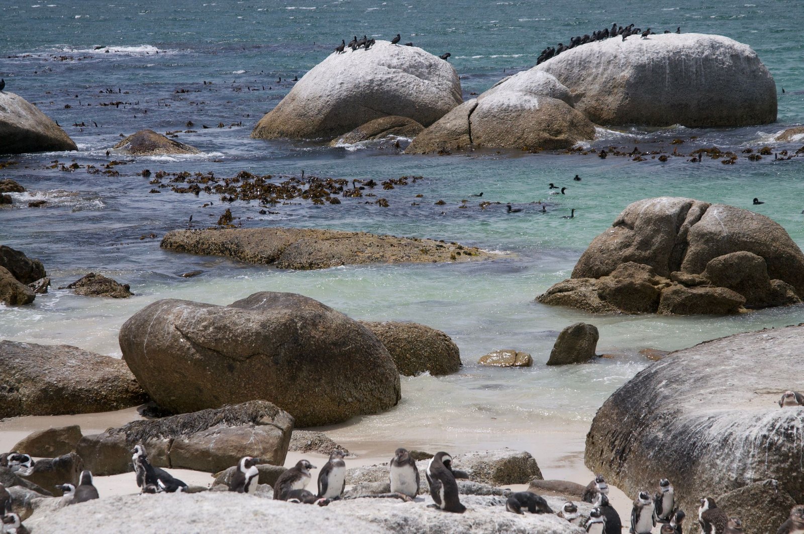 Afrikaanse pinguïns tussen de granietrotsen van Boulders Beach