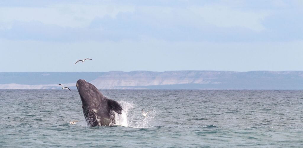 Springende walvis voor de kust