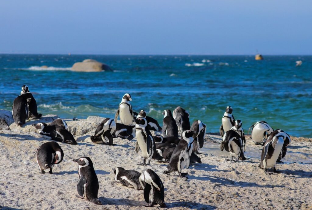 Afrikaanse pinguïns op Boulders Beach