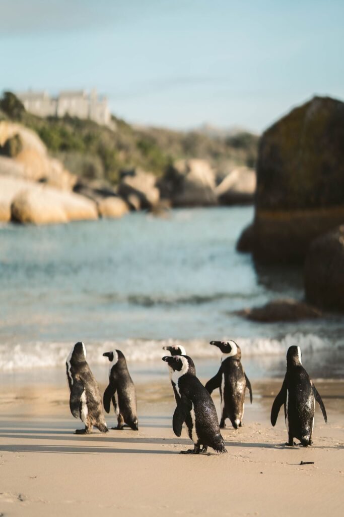 Groepje pinguïns aan de waterlijn bij Boulders Beach