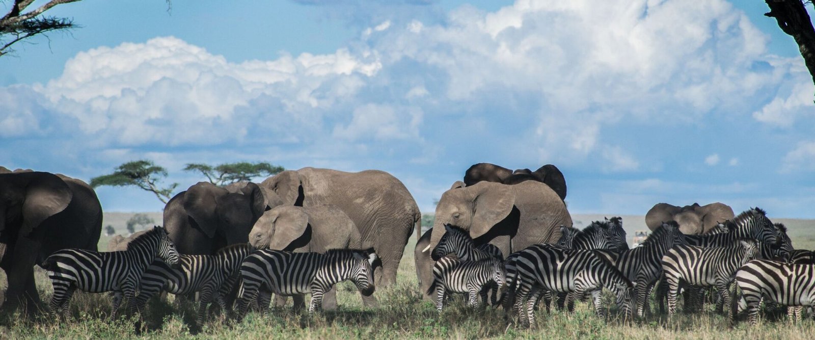 Olifanten en zebra’s op de savanne