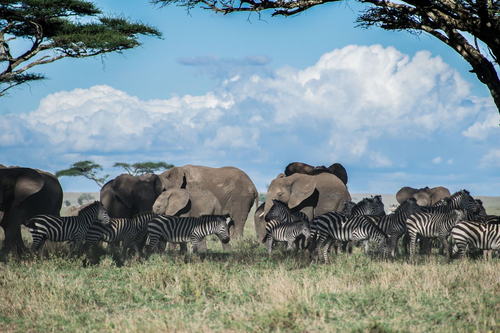 Beste reistijd Tanzania: het weer per maand, de grote trek en safari