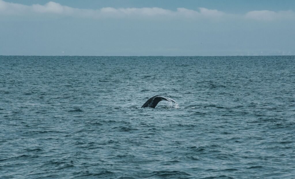 Staartvin van een walvis boven het water