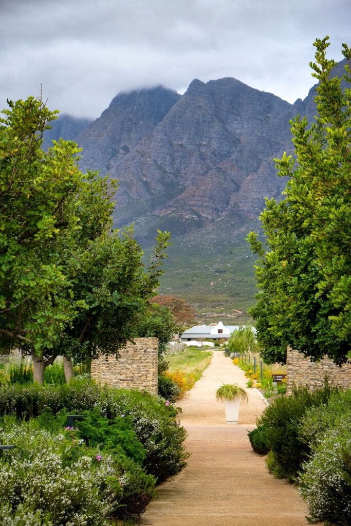 Pad tussen de wijngaarden van Franschhoek