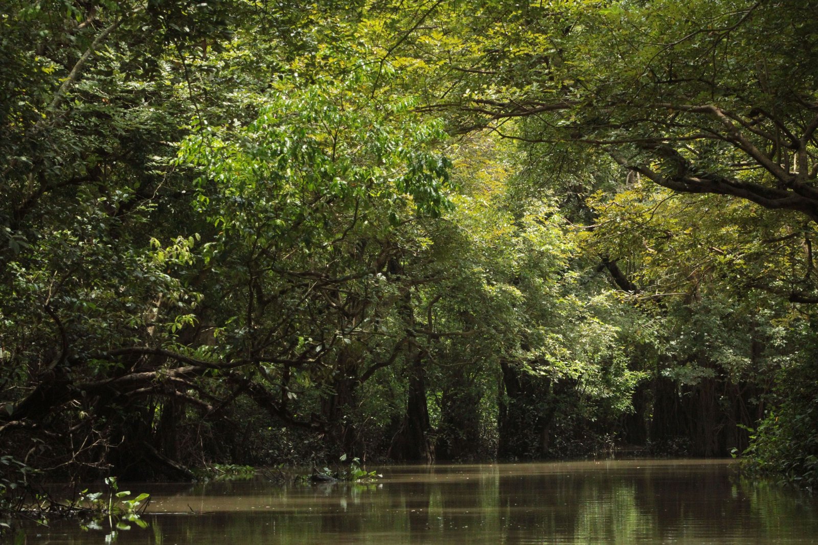 Rivier door dicht tropisch groen