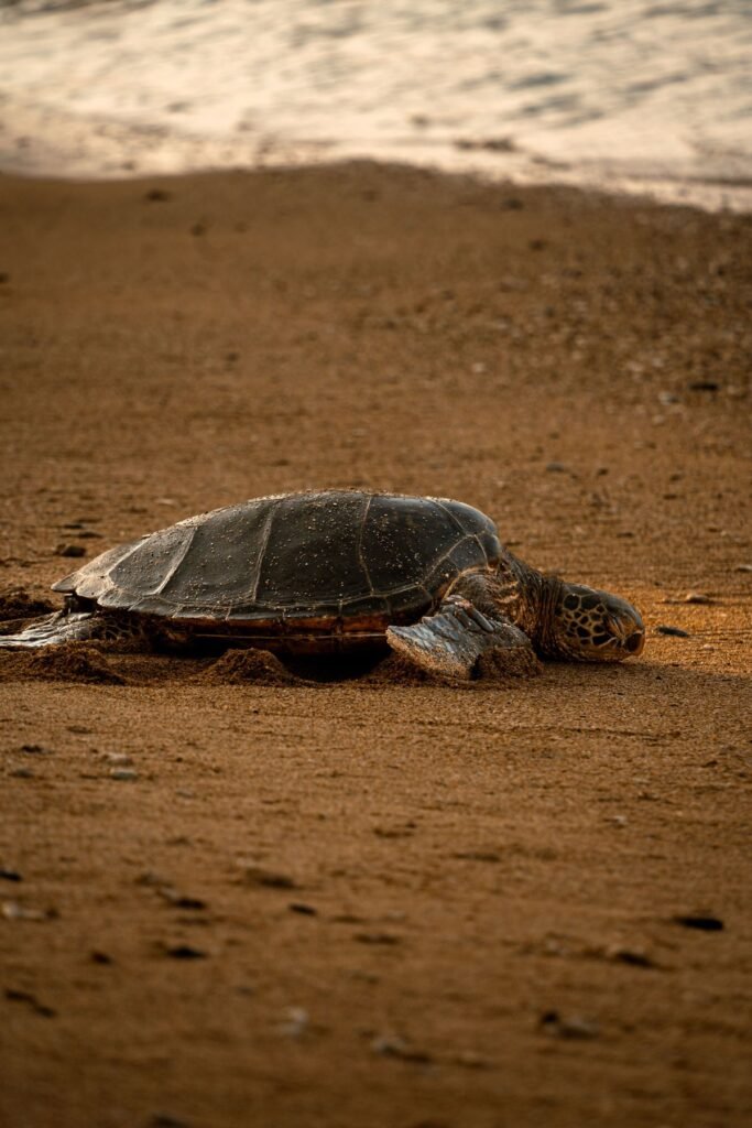 Zeeschildpad op een zandstrand