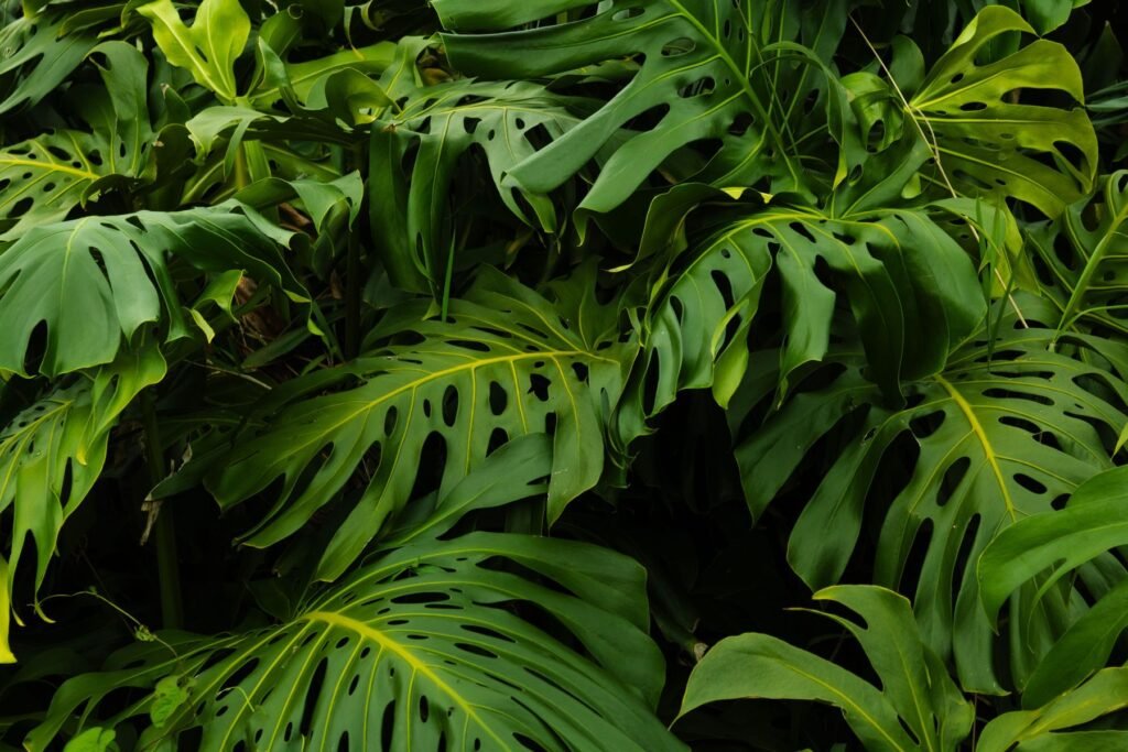 Dicht tropisch groen