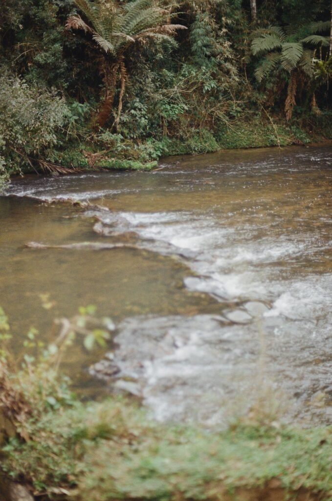 Rivier langs tropische begroeiing