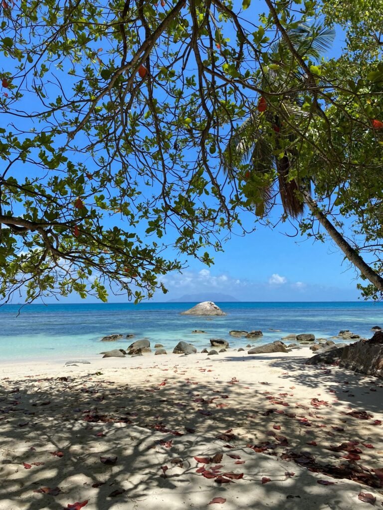 Strand met bomen op de Seychellen