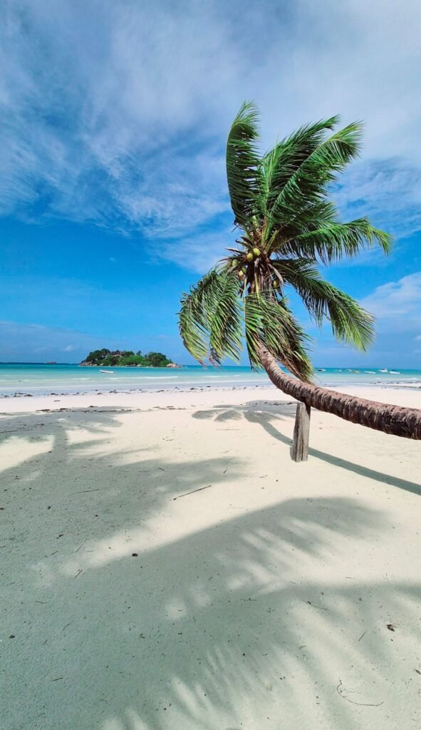 Strand met een palmboom op de Seychellen