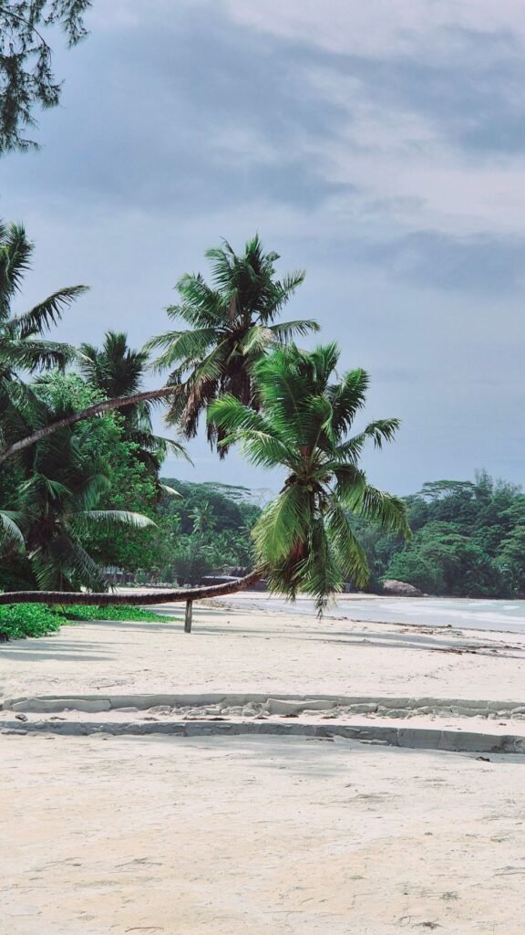 Palmenstrand op de Seychellen