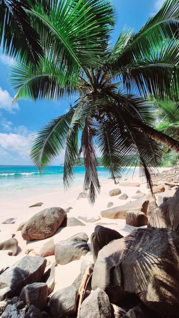 Palmboom boven rotsen aan het strand