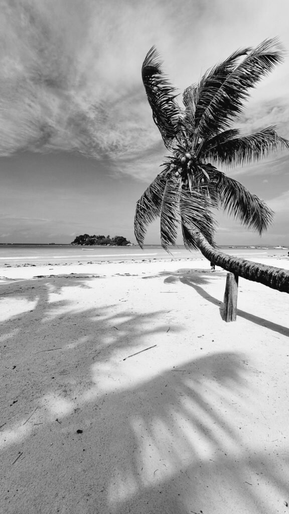 Palmboom op het strand in zwart-wit