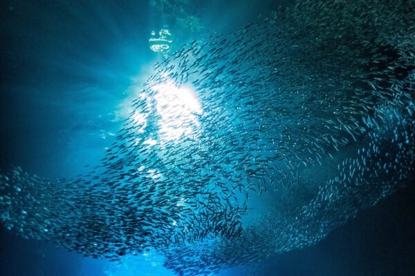 Zonlicht valt in een onderwatergrot met een school vissen in Tonga