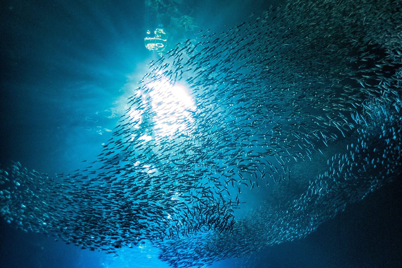 Zonlicht valt in een onderwatergrot met een school vissen in Tonga