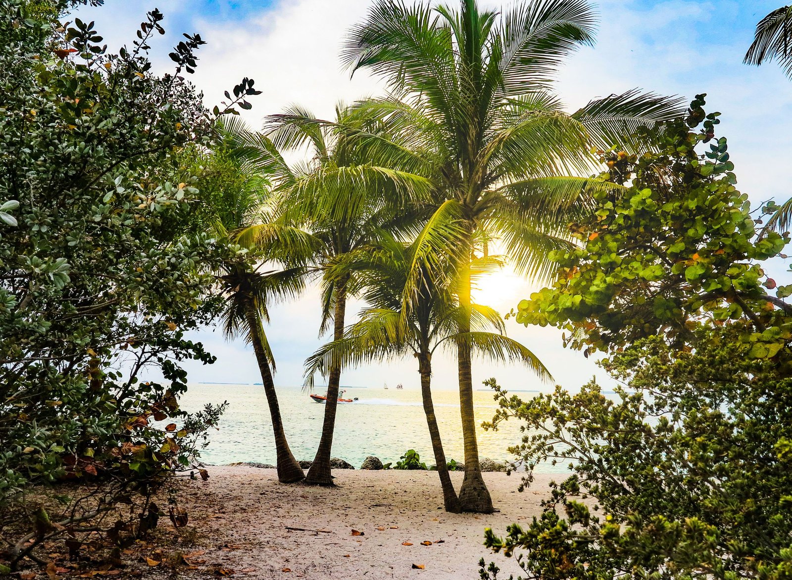 Strand met palmbomen in Florida