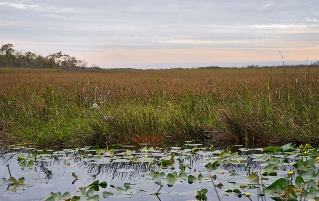 Moerasland in de Everglades