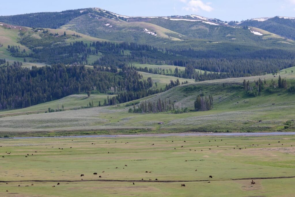 Vallei in Yellowstone met bizons in de verte