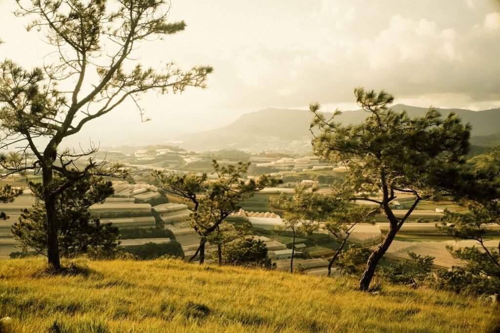 Heuvels met dennen rond Da Lat